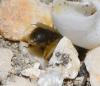 Panurgus sp.